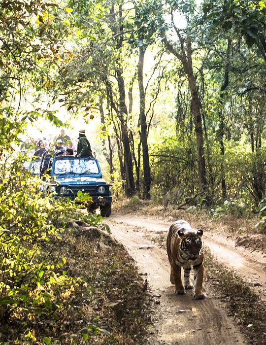 Ranthambore Tour